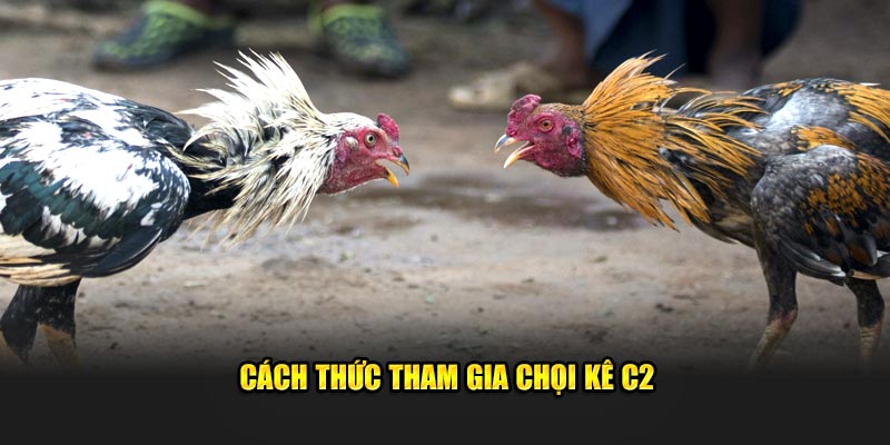 Cách thức để nhanh tham gia chọi kê C2 