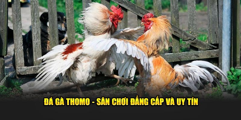 Đá gà thomo - Sân chơi đẳng cấp và uy tín