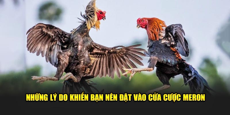 Những lý do khiến bạn nên đặt vào cửa cược meron